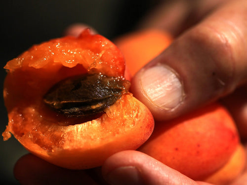 Fruits de saison : notre guide mois par mois pour mieux les savourer Alain Milliat