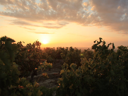 Les Vendanges - Édition 2022