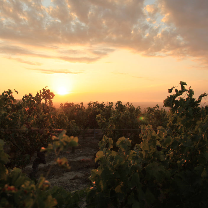 Les Vendanges - Édition 2022