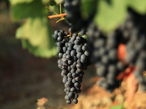 La Collection de Raisins Mono Cépage