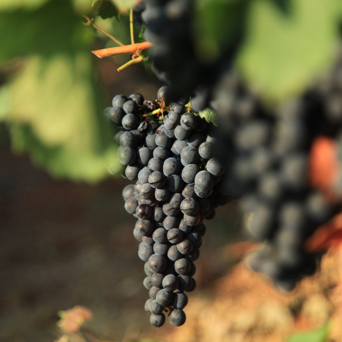La Collection de Raisins Mono Cépage
